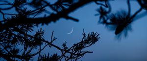 Preview wallpaper branches, moon, dark, outlines, twilight