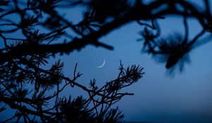 Preview wallpaper branches, moon, dark, outlines, twilight