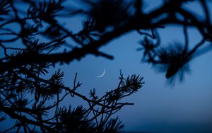 Preview wallpaper branches, moon, dark, outlines, twilight