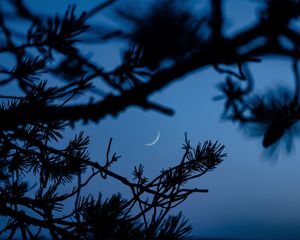 Preview wallpaper branches, moon, dark, outlines, twilight