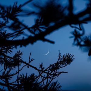 Preview wallpaper branches, moon, dark, outlines, twilight