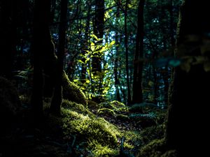 Preview wallpaper branches, moss, trees, fern