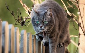 Preview wallpaper branches, muzzle, cat, fence