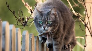 Preview wallpaper branches, muzzle, cat, fence