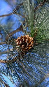 Preview wallpaper branches, needles, cone, macro