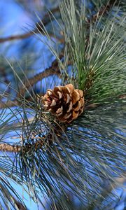 Preview wallpaper branches, needles, cone, macro