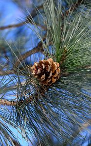 Preview wallpaper branches, needles, cone, macro