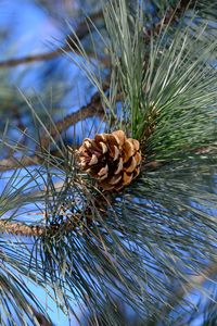 Preview wallpaper branches, needles, cone, macro