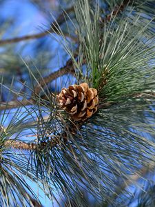 Preview wallpaper branches, needles, cone, macro