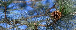 Preview wallpaper branches, needles, cone, macro