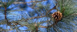 Preview wallpaper branches, needles, cone, macro