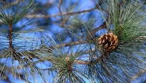 Preview wallpaper branches, needles, cone, macro