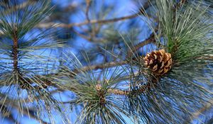 Preview wallpaper branches, needles, cone, macro