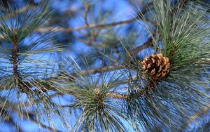 Preview wallpaper branches, needles, cone, macro