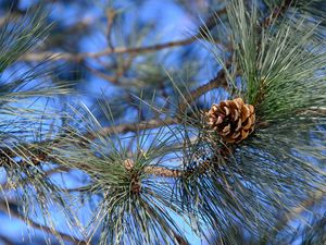 Preview wallpaper branches, needles, cone, macro