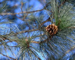 Preview wallpaper branches, needles, cone, macro