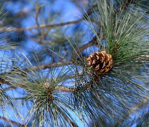 Preview wallpaper branches, needles, cone, macro