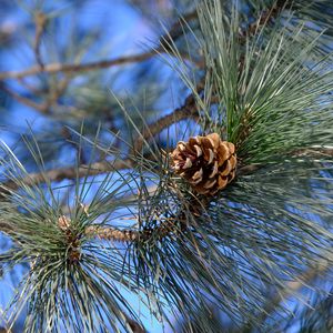 Preview wallpaper branches, needles, cone, macro