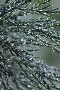 Preview wallpaper branches, needles, drops, macro, green
