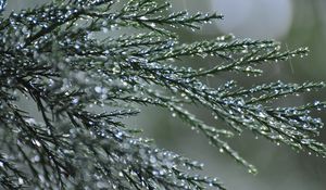 Preview wallpaper branches, needles, drops, macro, green