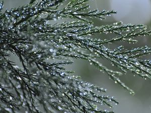 Preview wallpaper branches, needles, drops, macro, green