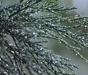 Preview wallpaper branches, needles, drops, macro, green
