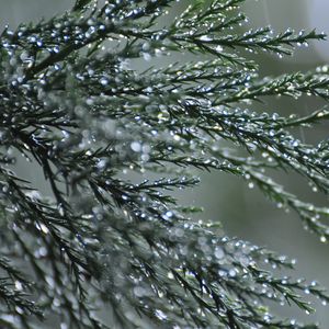 Preview wallpaper branches, needles, drops, macro, green