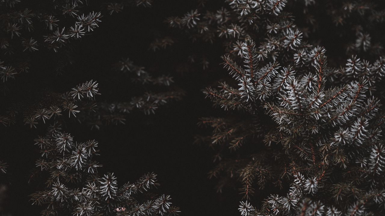 Wallpaper branches, needles, frost, dark