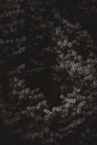 Preview wallpaper branches, needles, frost, dark