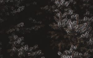 Preview wallpaper branches, needles, frost, dark