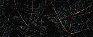 Preview wallpaper branches, needles, macro, dark