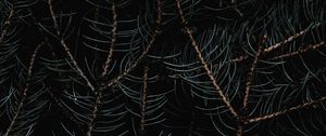 Preview wallpaper branches, needles, macro, dark