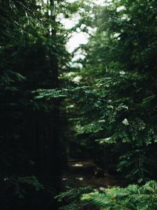 Preview wallpaper branches, needles, pine, forest, green