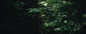 Preview wallpaper branches, needles, pine, forest, green