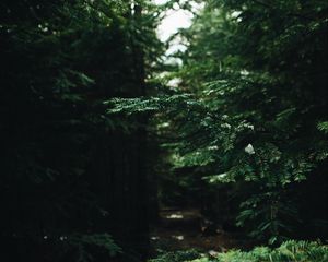 Preview wallpaper branches, needles, pine, forest, green