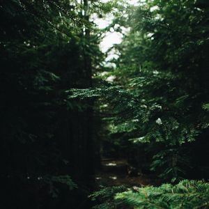 Preview wallpaper branches, needles, pine, forest, green