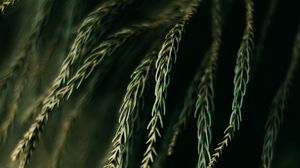 Preview wallpaper branches, needles, plant, macro