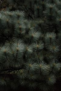 Preview wallpaper branches, needles, plant, green