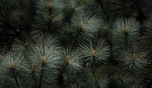 Preview wallpaper branches, needles, plant, green