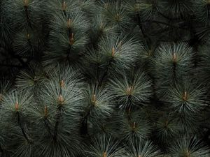 Preview wallpaper branches, needles, plant, green