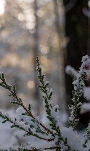 Preview wallpaper branches, needles, snow, winter, macro