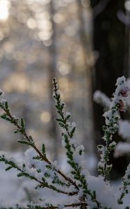 Preview wallpaper branches, needles, snow, winter, macro