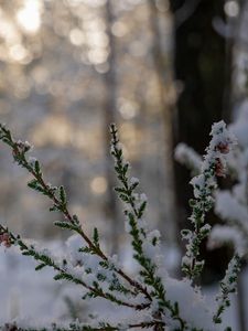 Preview wallpaper branches, needles, snow, winter, macro