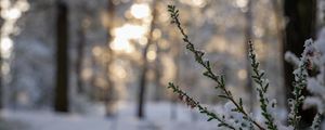 Preview wallpaper branches, needles, snow, winter, macro