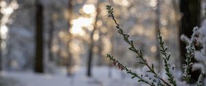 Preview wallpaper branches, needles, snow, winter, macro