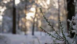 Preview wallpaper branches, needles, snow, winter, macro