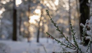Preview wallpaper branches, needles, snow, winter, macro