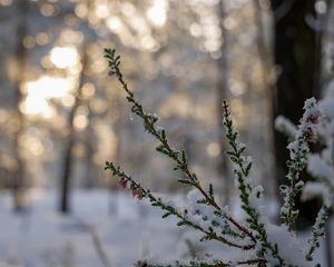 Preview wallpaper branches, needles, snow, winter, macro