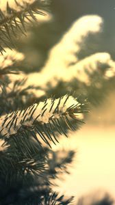 Preview wallpaper branches, needles, snow, pine, coniferous, green