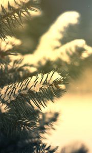 Preview wallpaper branches, needles, snow, pine, coniferous, green